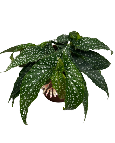 Begonia ‘Hot Spot’ - Root Houseplants