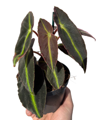Begonia listada - Root Houseplants