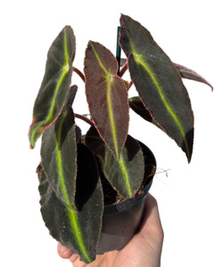 Begonia listada - Root Houseplants