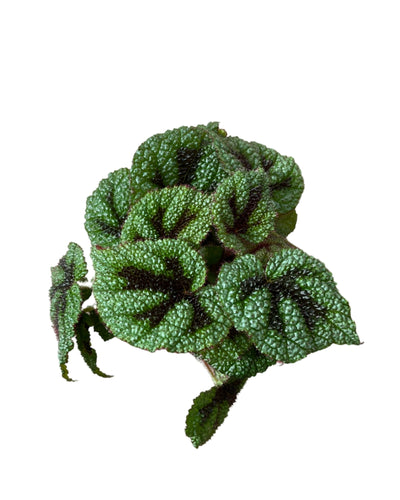 Begonia masoniana - Root Houseplants