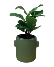 Load image into Gallery viewer, Beton Ears Green - Root Houseplants
