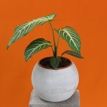 Charger l&#39;image dans la galerie, Caladium lindenii - Root Houseplants
