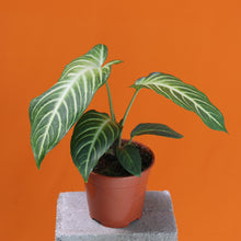 Charger l&#39;image dans la galerie, Caladium lindenii - Root Houseplants

