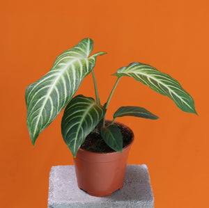 Caladium lindenii - Root Houseplants