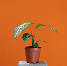 Charger l&#39;image dans la galerie, Caladium lindenii - Root Houseplants
