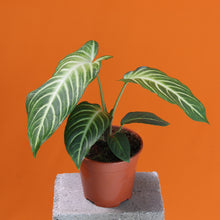 Charger l&#39;image dans la galerie, Caladium lindenii - Root Houseplants
