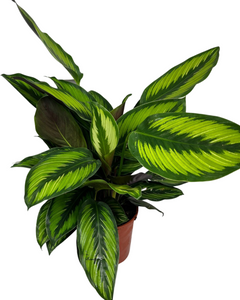 Calathea 'Beauty Star' - Root Houseplants
