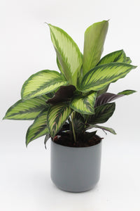 Calathea 'Beauty Star' - Root Houseplants