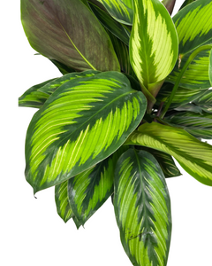 Calathea 'Beauty Star' - Root Houseplants