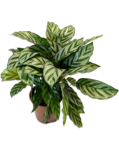 Calathea concinna 'Freddie' - Root Houseplants