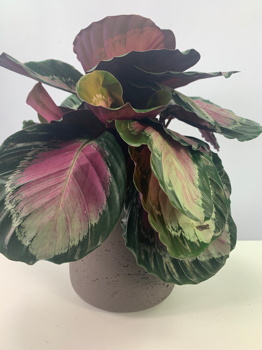 Calathea 'Crimson Green' - Root Houseplants