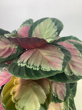 Lade das Bild in den Galerie-Viewer, Calathea &#39;Crimson Green&#39; - Root Houseplants
