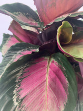 Lade das Bild in den Galerie-Viewer, Calathea &#39;Crimson Green&#39; - Root Houseplants
