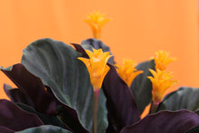 Load image into Gallery viewer, Calathea crocata - Root Houseplants
