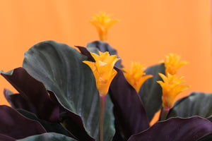 Calathea crocata - Root Houseplants