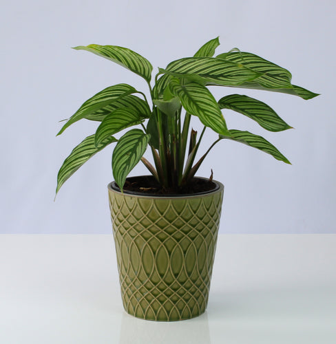 Calathea elliptica 'Vittata' - Root Houseplants