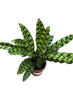 Calathea lancifolia - Root Houseplants