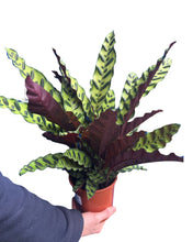 Load image into Gallery viewer, Calathea lancifolia - Root Houseplants
