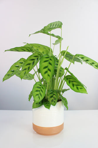 Calathea leopardina - Root Houseplants