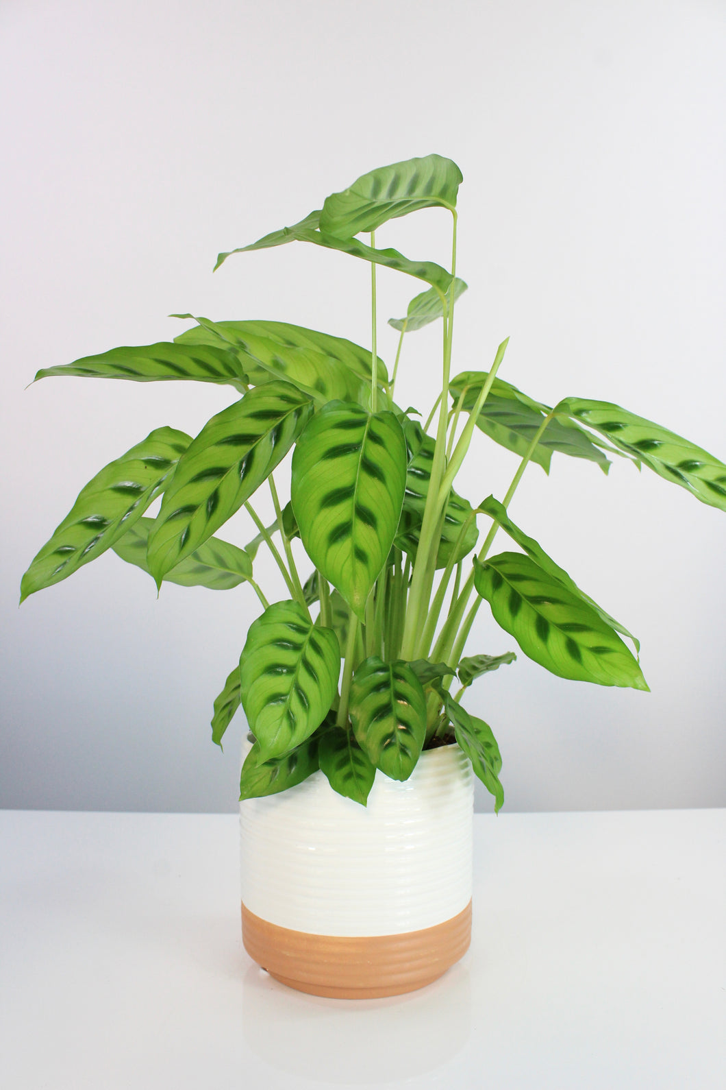 Calathea leopardina - Root Houseplants