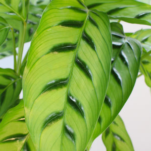 Calathea leopardina - Root Houseplants