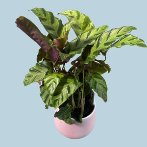 Calathea lietzei - Root Houseplants