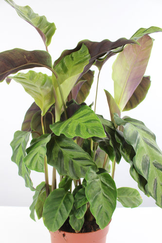 Calathea lietzei - Root Houseplants