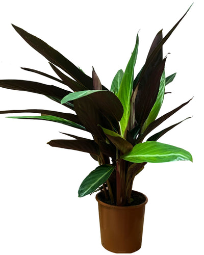 Calathea 'Magic Star' - Root Houseplants