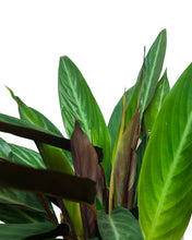 Load image into Gallery viewer, Calathea &#39;Magic Star&#39; - Root Houseplants
