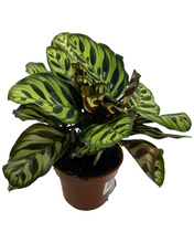 Charger l&#39;image dans la galerie, Calathea makoyana - Root Houseplants
