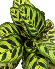 Charger l&#39;image dans la galerie, Calathea makoyana - Root Houseplants
