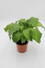 Load image into Gallery viewer, Calathea musaica &#39;Network&#39; - Root Houseplants
