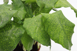 Calathea musaica 'Network' - Root Houseplants