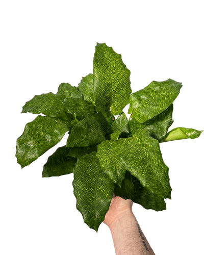 Calathea musaica 'Network' - Root Houseplants