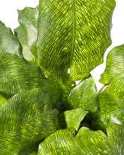 Load image into Gallery viewer, Calathea musaica &#39;Network&#39; - Root Houseplants
