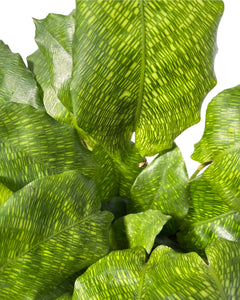 Calathea musaica 'Network' - Root Houseplants