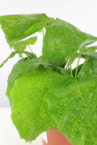Calathea musaica 'Network' - Root Houseplants