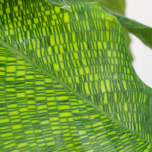 Calathea musaica 'Network' - Root Houseplants