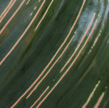 Load image into Gallery viewer, Calathea ornata - Root Houseplants
