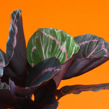 Charger l&#39;image dans la galerie, Calathea roseopicta &#39;Dottie&#39; - Root Houseplants
