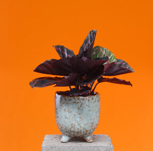 Calathea roseopicta 'Dottie' - Root Houseplants