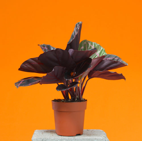 Calathea roseopicta 'Dottie' - Root Houseplants