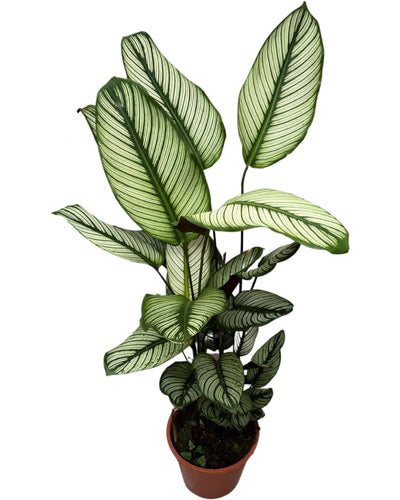 Calathea 'White Star' - Root Houseplants