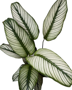 Calathea 'White Star' - Root Houseplants