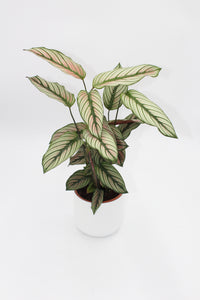Calathea 'White Star' - Root Houseplants
