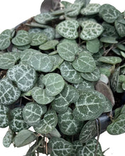 Lade das Bild in den Galerie-Viewer, Ceropegia linearis sp. Woodii - String of Hearts - Root Houseplants
