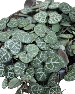 Ceropegia linearis sp. Woodii - String of Hearts - Root Houseplants