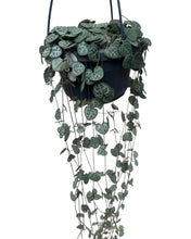 Lade das Bild in den Galerie-Viewer, Ceropegia linearis sp. Woodii - String of Hearts - Root Houseplants
