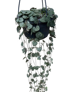 Ceropegia linearis sp. Woodii - String of Hearts - Root Houseplants