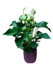 Load image into Gallery viewer, Anthurium in velvet planter
